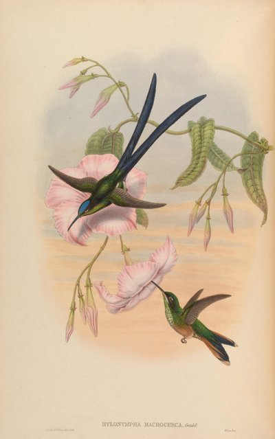 Hylonympha macrocerca - John Gould